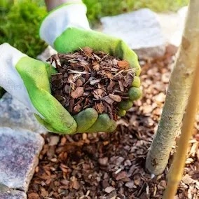 The Pineal Guardian X ingrediant